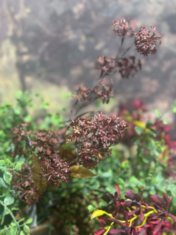 KKI 35" Burgundy Elderberry Stem