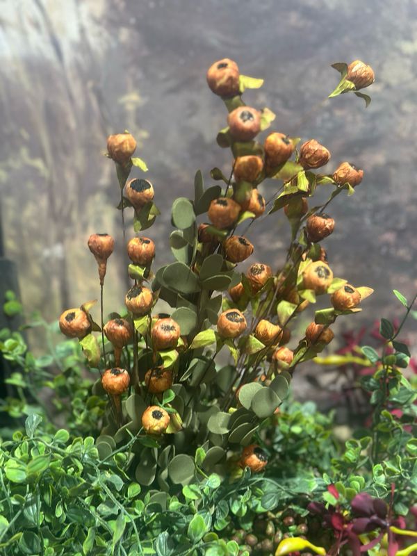 KKI 23" Orange Pod Bush w Eva Foliage