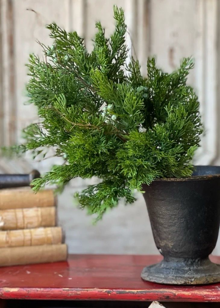 Lan 17" Dripping Cedar Bush