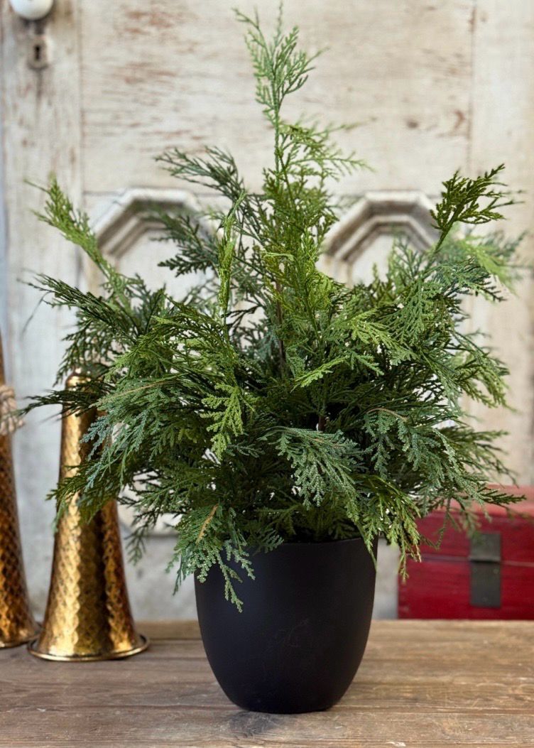 Lan 25" Churchill Cypress Tree