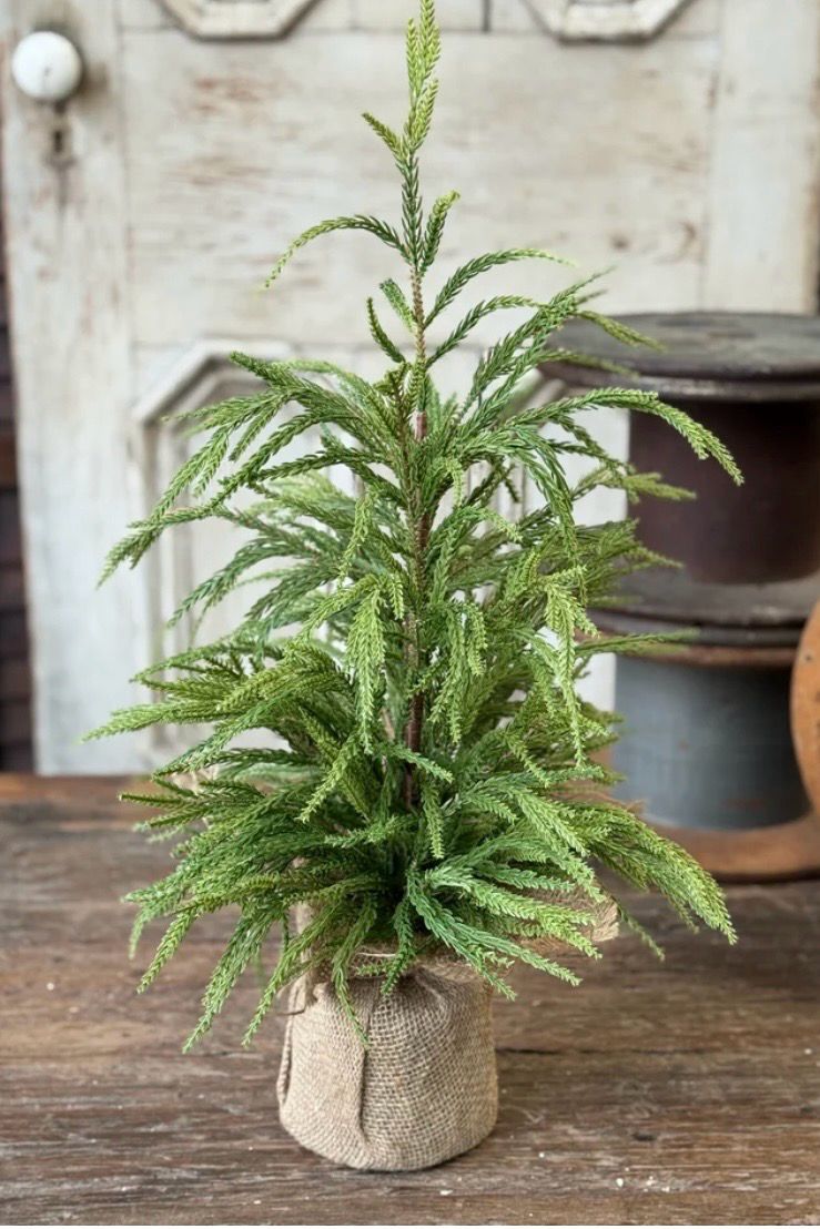 Lan 24" York Norfolk Pine Tree