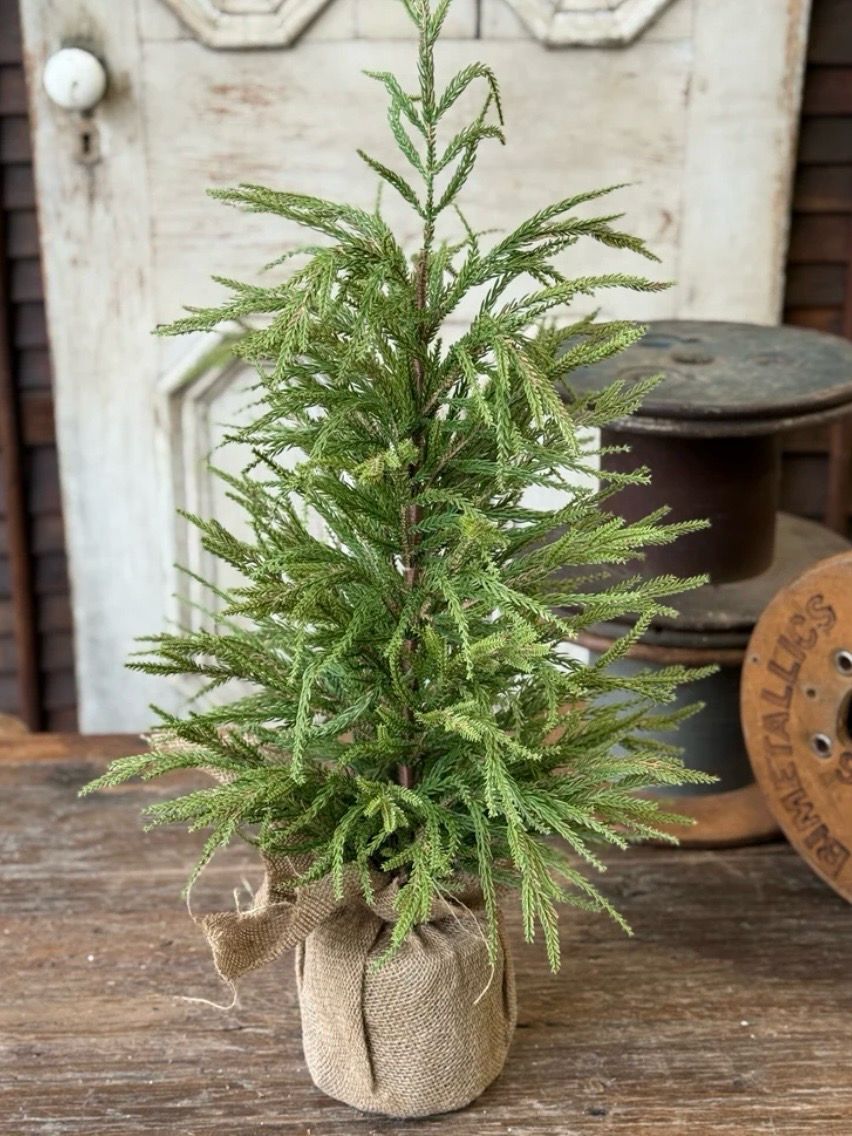 Lan 30" York Norfolk Pine Tree