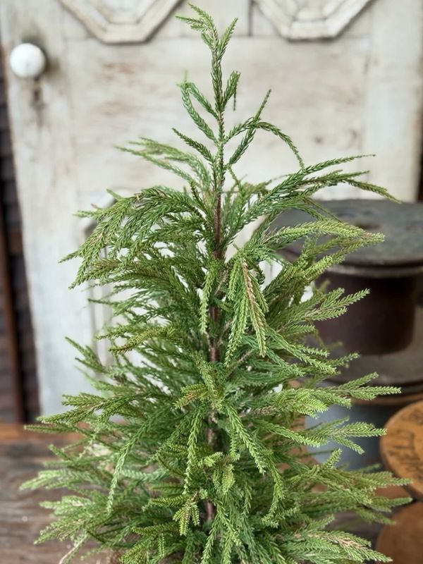 Lan 30" York Norfolk Pine Tree