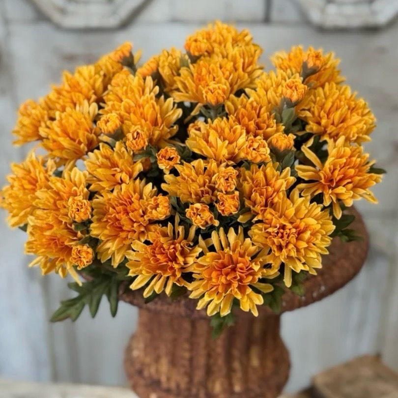 Lan 15.5" Yellow Comrade Mum Bush