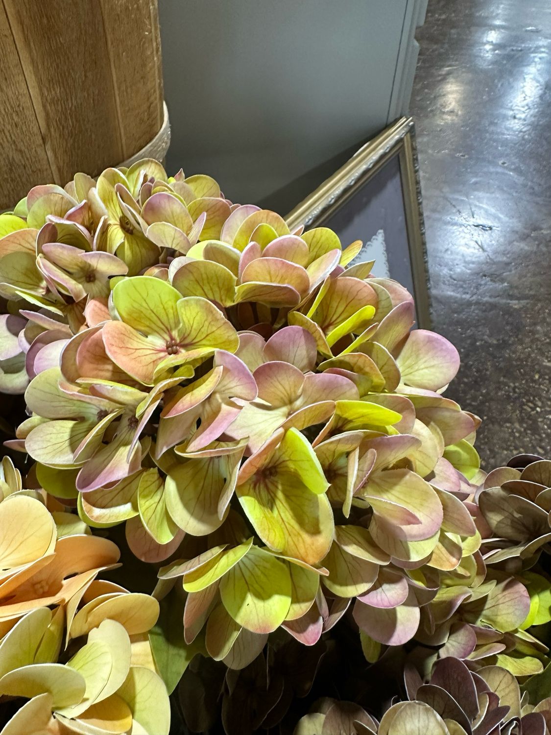 Fan 22.5" Pea Hydrangea