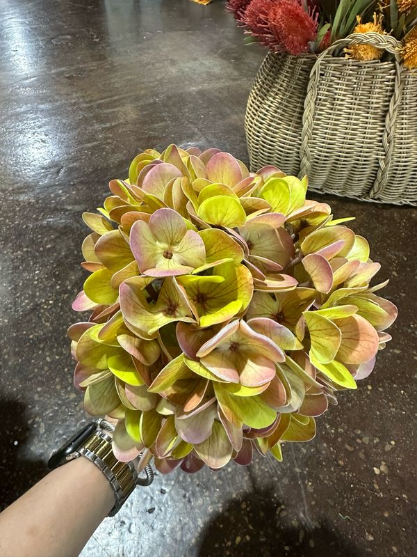 Fan 22.5" Pea Hydrangea