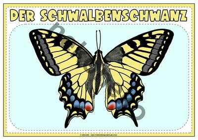 Tafelmaterial Schmetterlinge