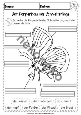 Der Schmetterling | Körperbau | differenziertes Arbeitsblatt