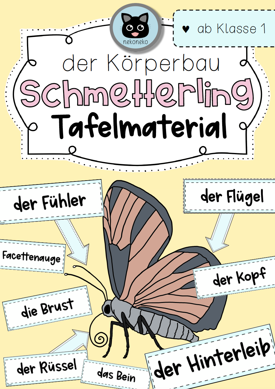 Tafelmaterial | Körperbau eines Schmetterlings | ab Klasse 1