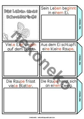 Lebenszyklus Schmetterling | Leporello ab Klasse 1