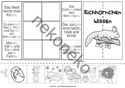 Lapbook | Eichhörnchen | Sachunterricht ab Klasse 1
