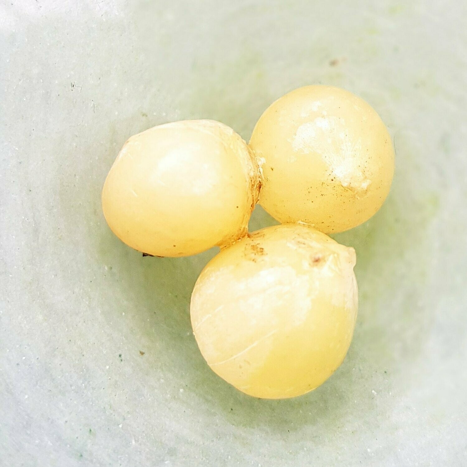 Boslook bolletjes 50 stuks