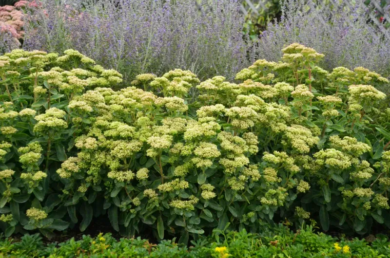 Rozchodnik &#39;Rock N Grow® Lemonjade&#39; Sedum telephium
