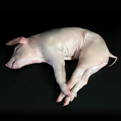COCHINILLO IBÉRICO FRESCO (€/ Unidad 4-4,5 Kg. )