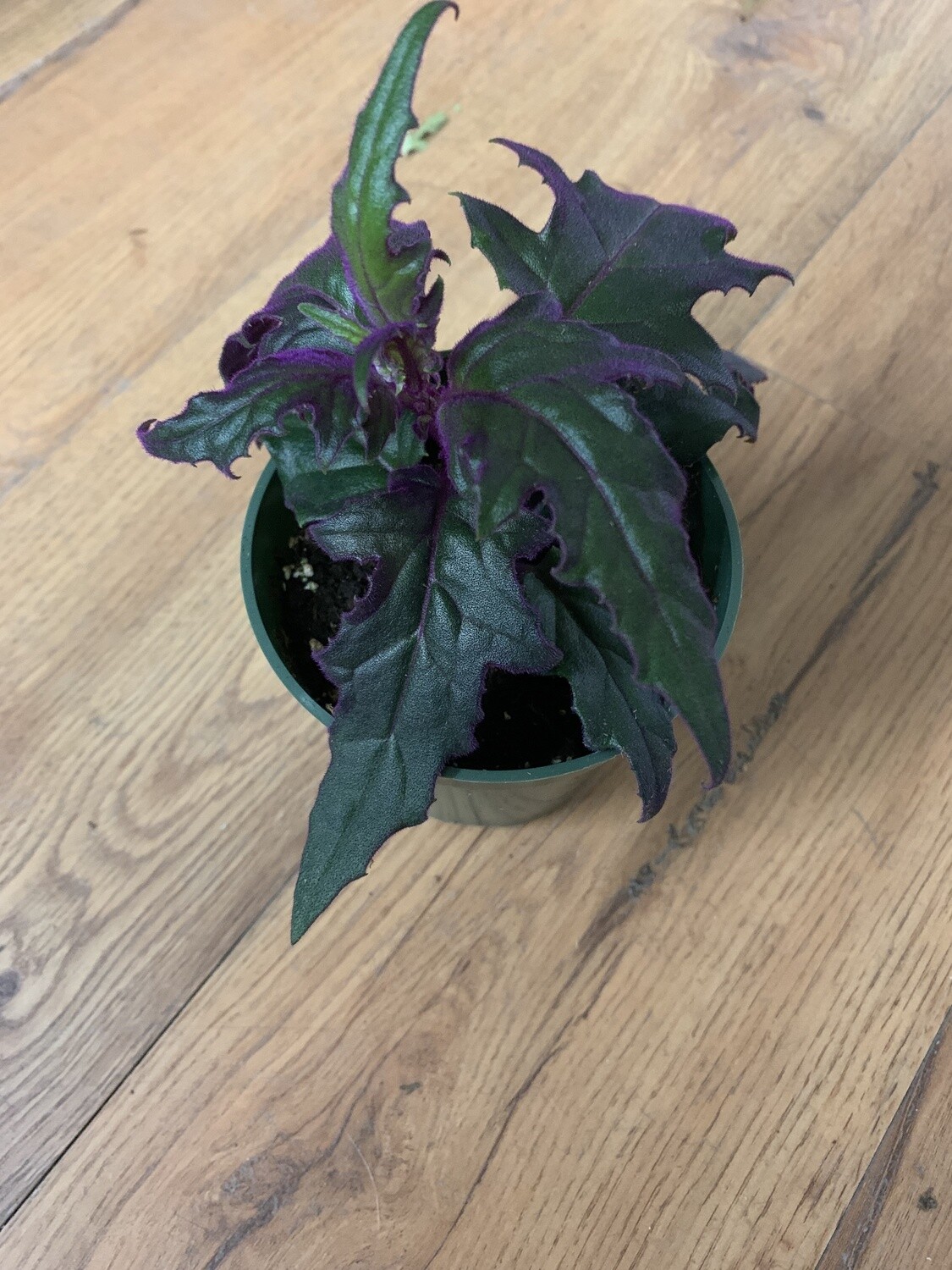 Purple Passion Plant 