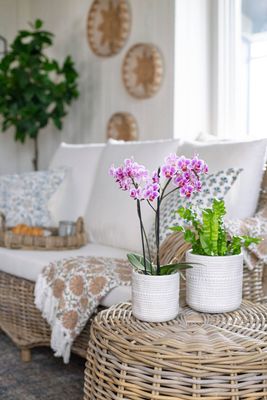 Bacon Basketware MediumTextured White Pot