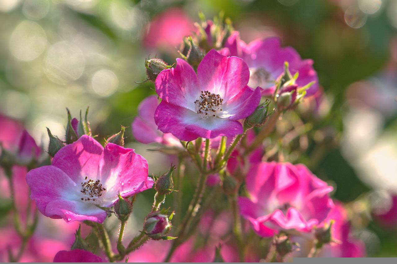 CMD Naturkosmetik Rose Exclusive Intensiv Serum