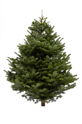 Buy a Sustainable Cut Christmas Tree