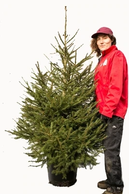 RENT-A-TREE! 150-180cm (5-6ft) ft Potted Christmas Tree