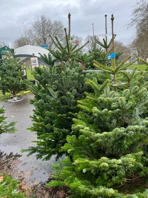 Christmas trees at Ali &amp; Joes