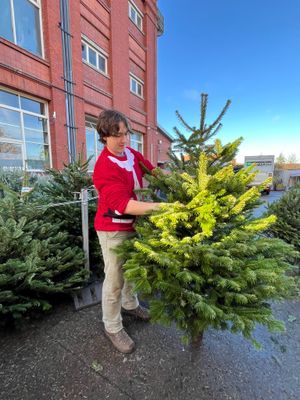 Checking the height of a Christmas tree
