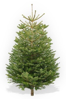 210-240cm Low Drop Christmas Tree