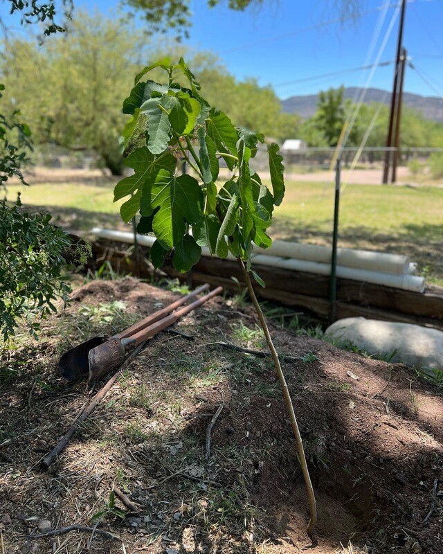 Fruit Trees