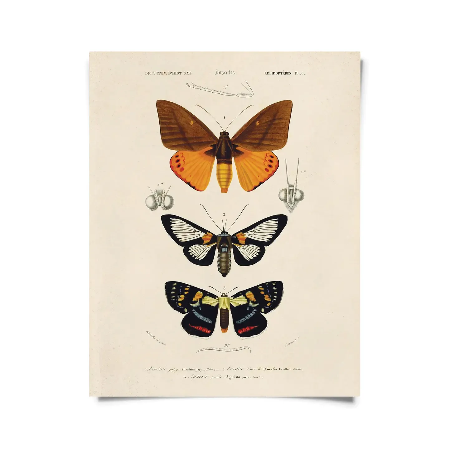 Vintage Moth Print