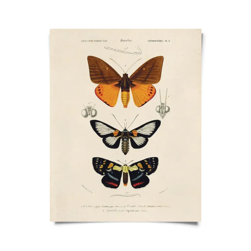 Vintage Moth Print Vintage Moth Print