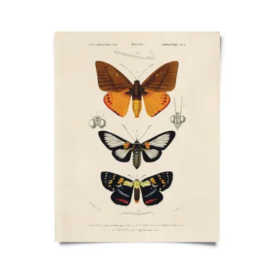 Vintage Moth Print