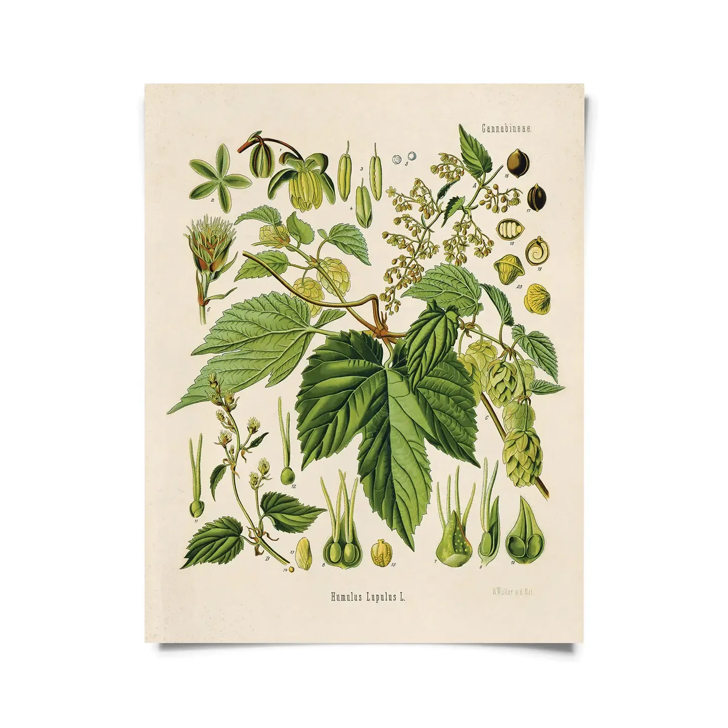 Vintage Beer Hop Print