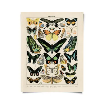 Vintage Butterfly Chart Print