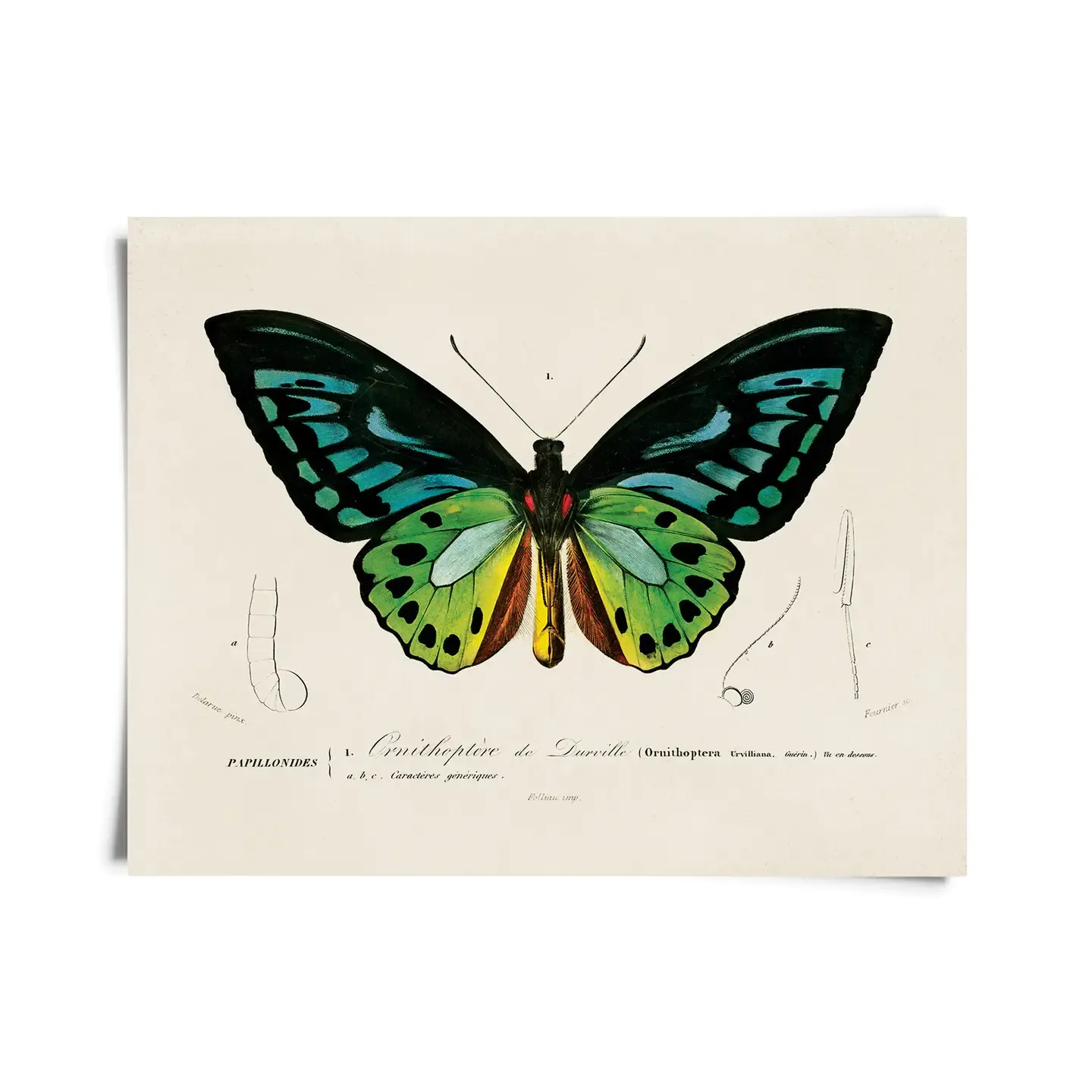 Vintage Birdwing Butterfly Print