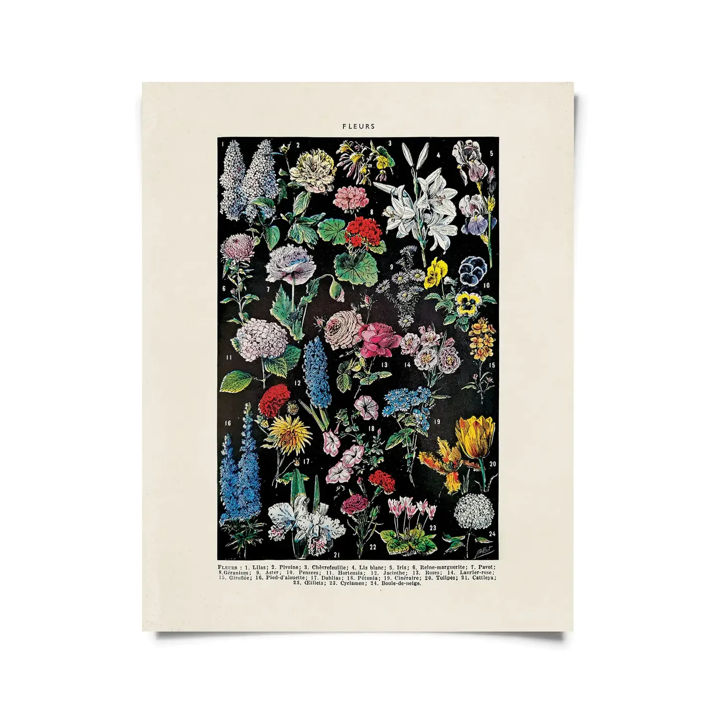 Vintage Floral Print