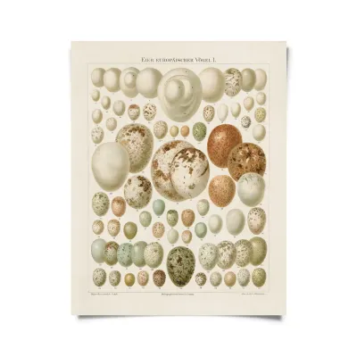 Vintage Egg Print
