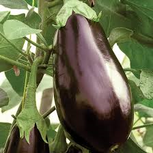 Aubergine Traviata