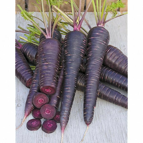 Carotte Deep purple