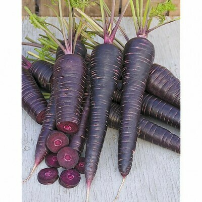 Carotte Deep purple