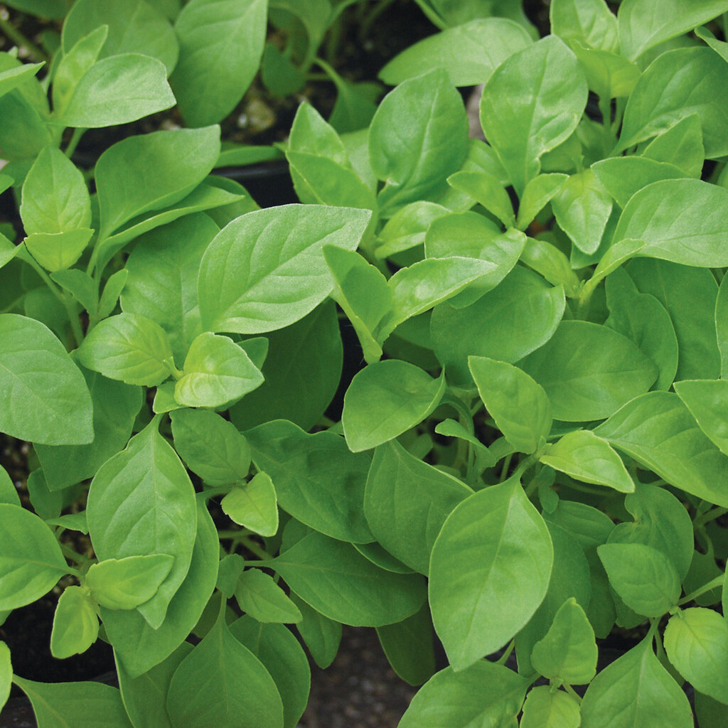 Basilic citronné Helios