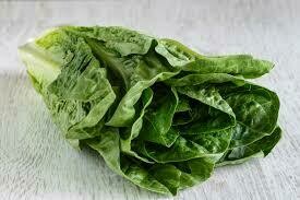 Laitue Romaine