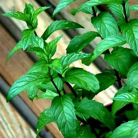 Menthe poivrée