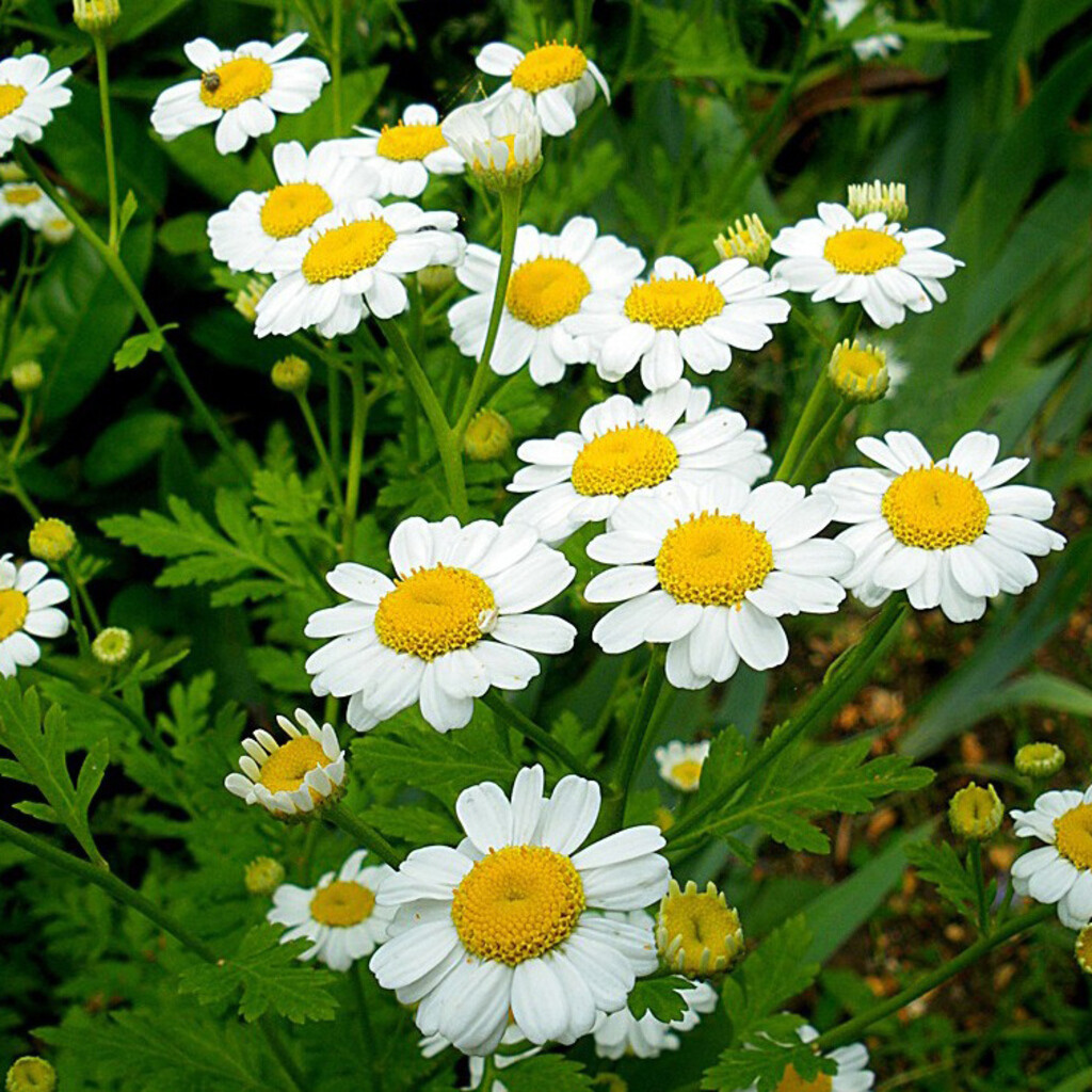 Camomille