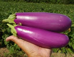 Aubergine Charming rose