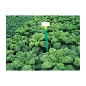 Kale Darkibor
