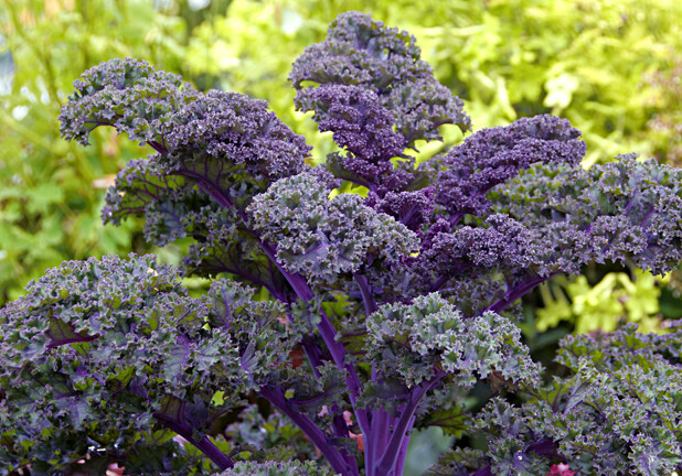 Kale Redbor