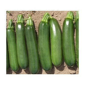 Zucchini Green machine