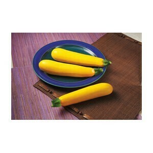 Zucchini Golden glory