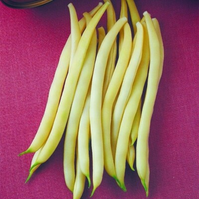 Haricot jaune Sunburst
