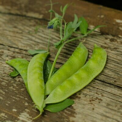 Pois mange-tout