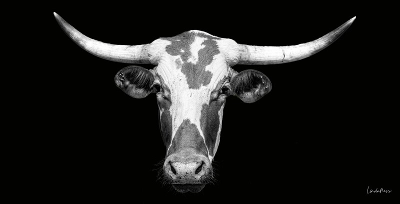 The Nguni B&amp;W